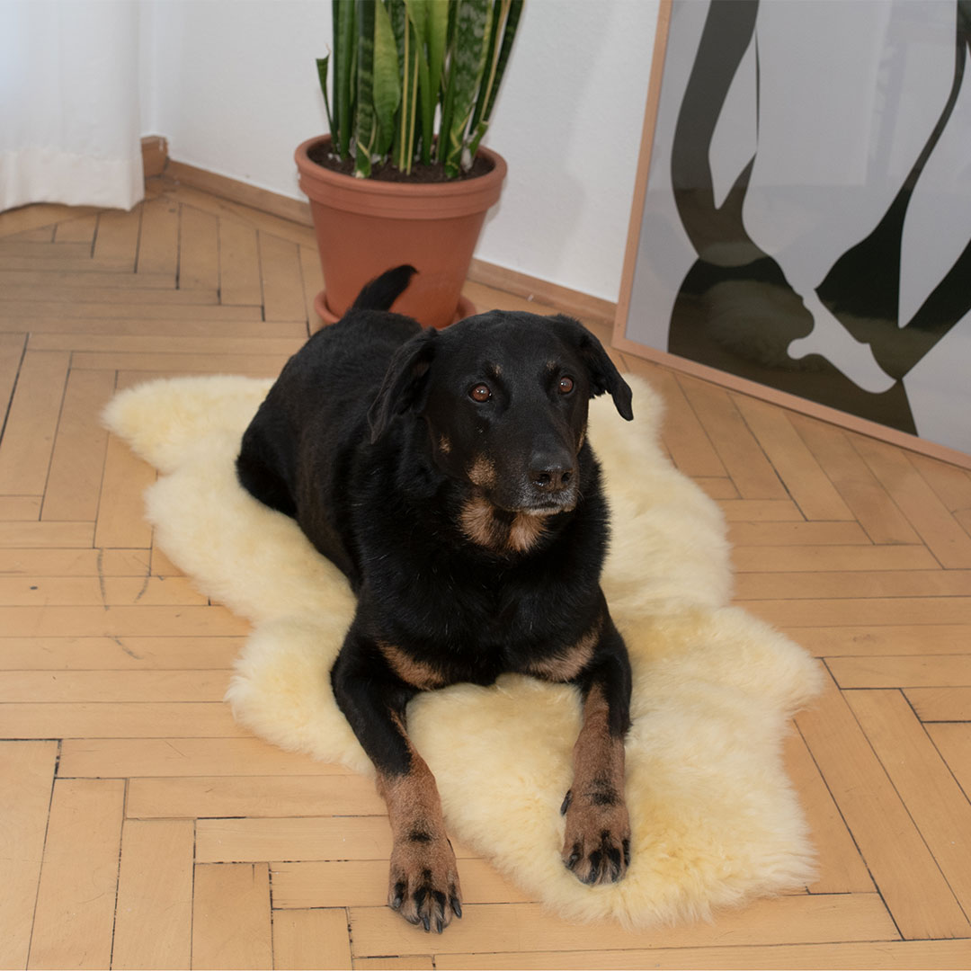 Langhaar-Schaffell "Lanado" - 90-100 cm - cappuccino von allnatura